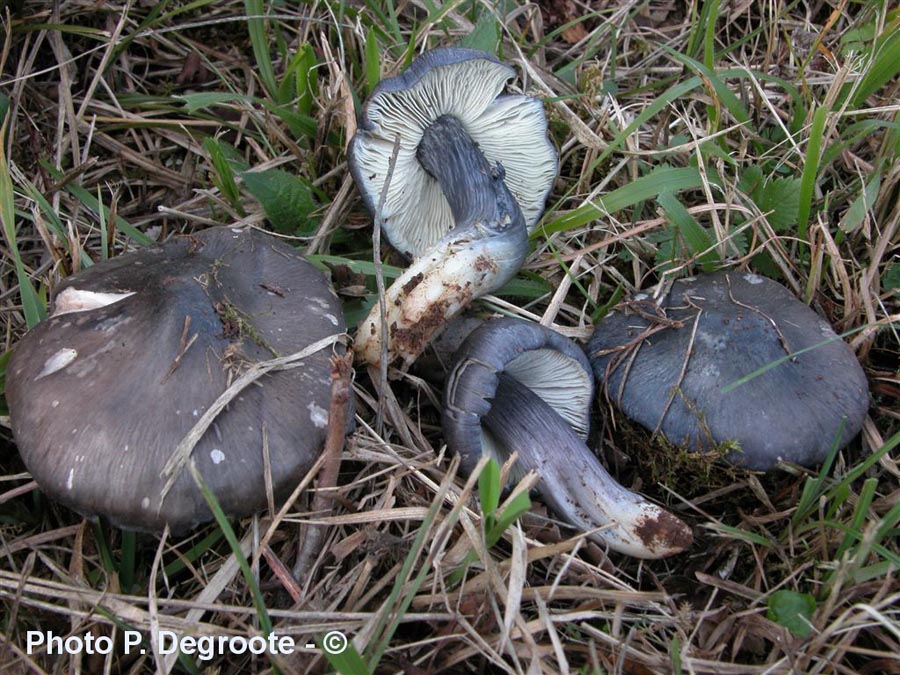 Entoloma bloxamii