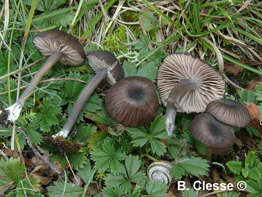 Entoloma brunneoserrulatum