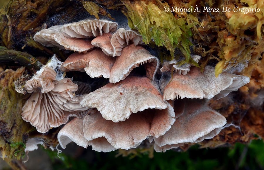 Entoloma byssisedum var. microsporum