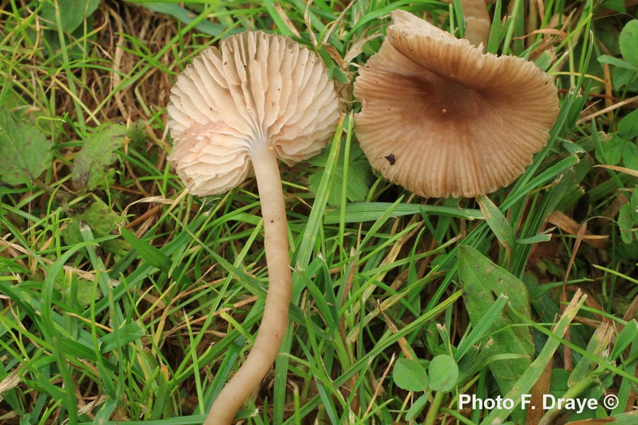 Entoloma caccabus