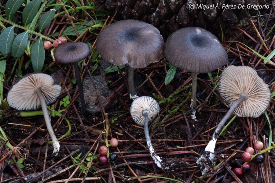 Entoloma caeruleum