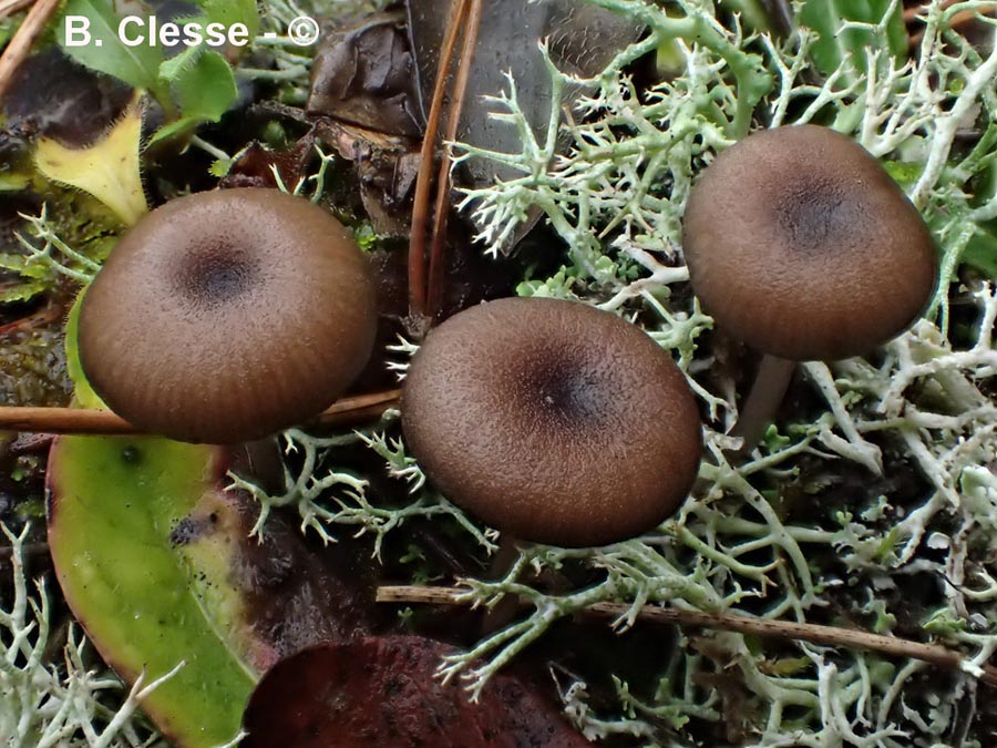 Entoloma caesiocinctum