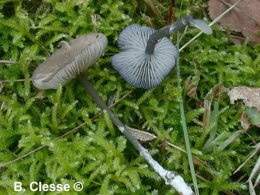 Entoloma carneogriseum