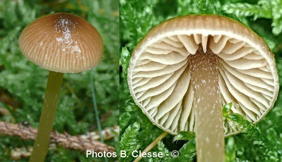 Entoloma cetratum