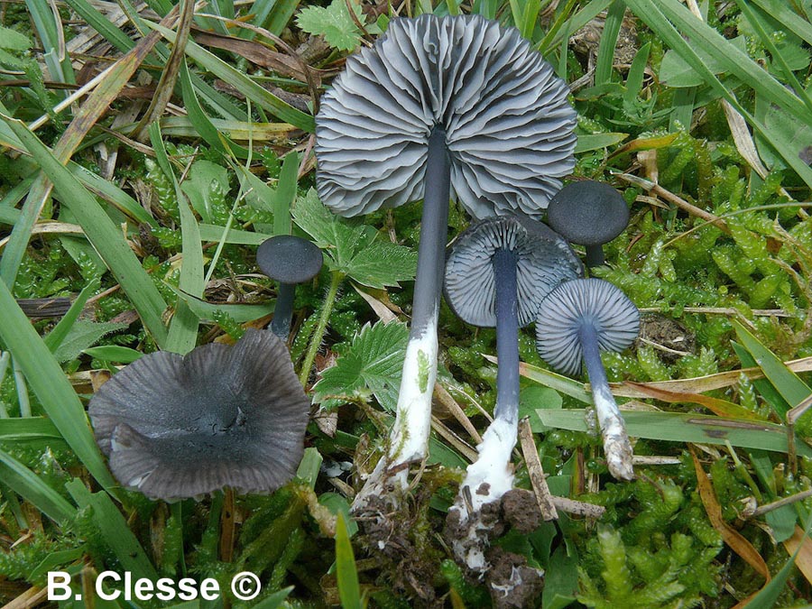 Entoloma chalybaeum (Entoloma chalybaeum var. lazulinum)