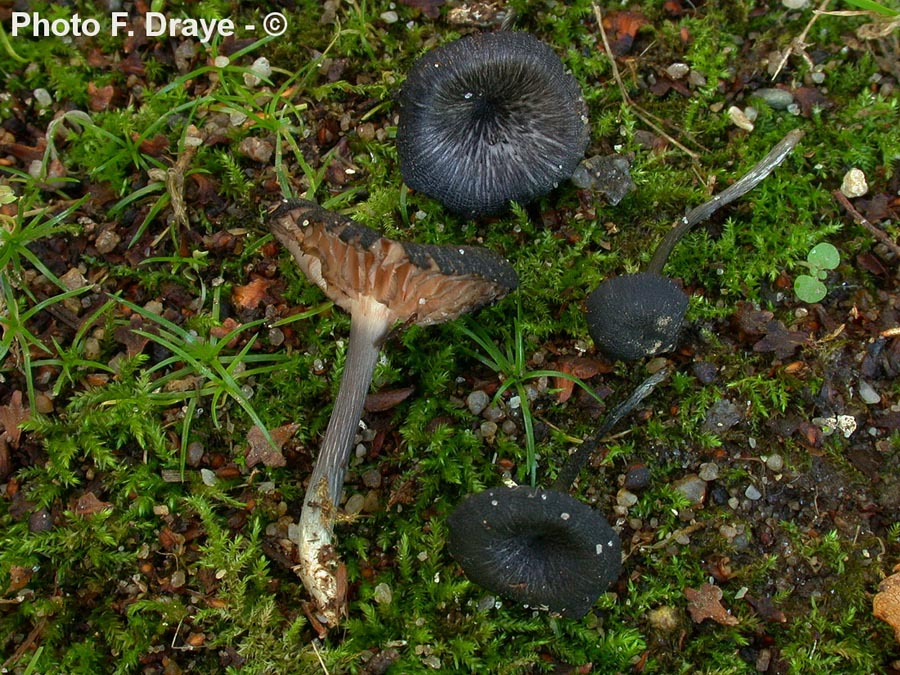 Entoloma chalybaeum var. lazulinum (Entoloma chalybaeum)