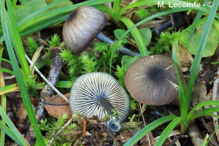 Entoloma chalybaeum (Entoloma chalybaeum var. lazulinum)