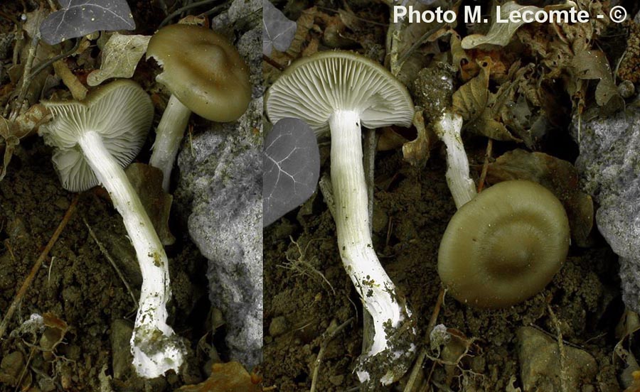 Entoloma clypeatum