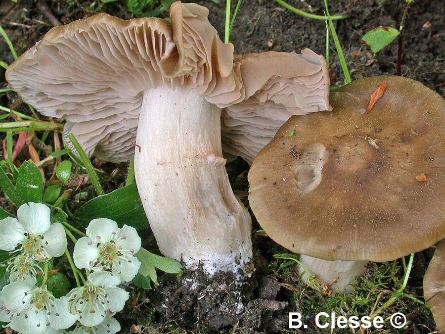 Entoloma clypeatum f. clypeatum