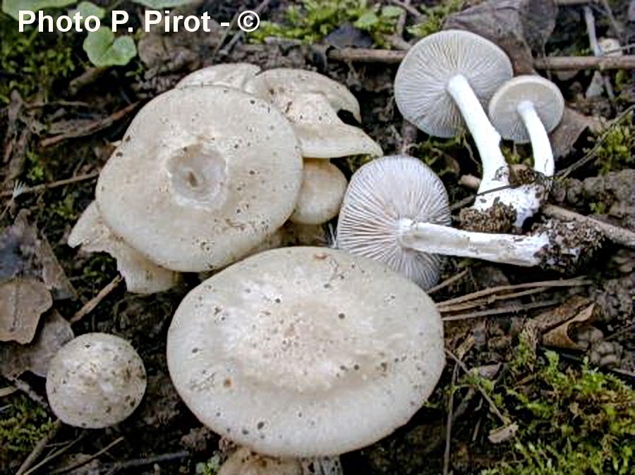 Entoloma clypeatum var. pallidogriseum