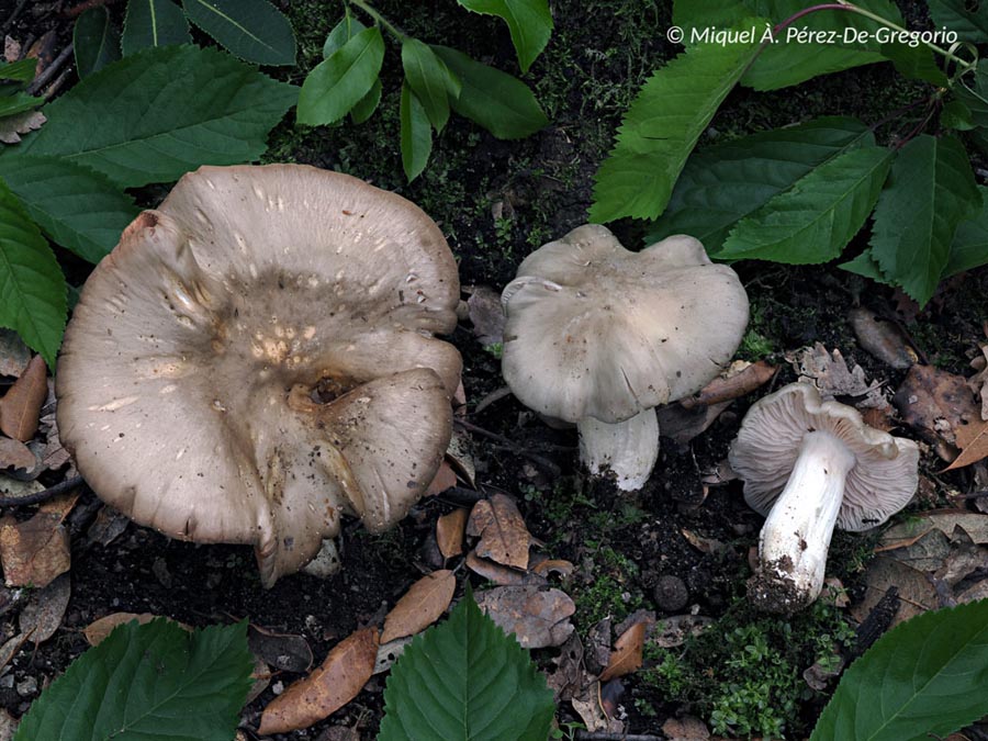 Entoloma clypeatum