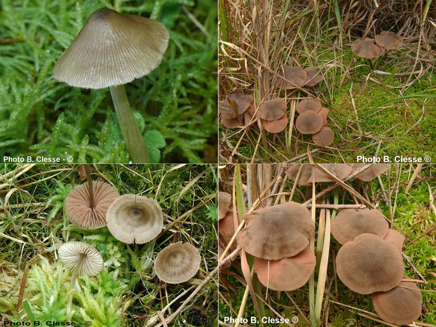 Entoloma conferendum