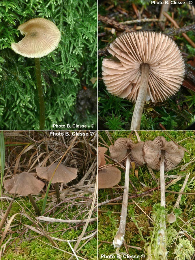 Entoloma conferendum