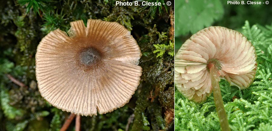 Entoloma conferendum