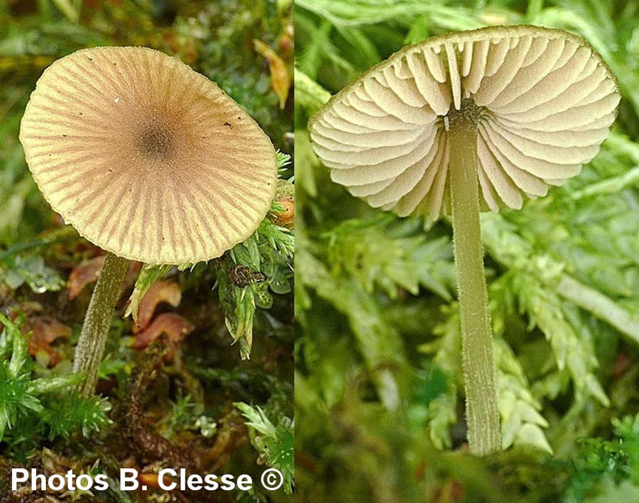 Entoloma conferendum