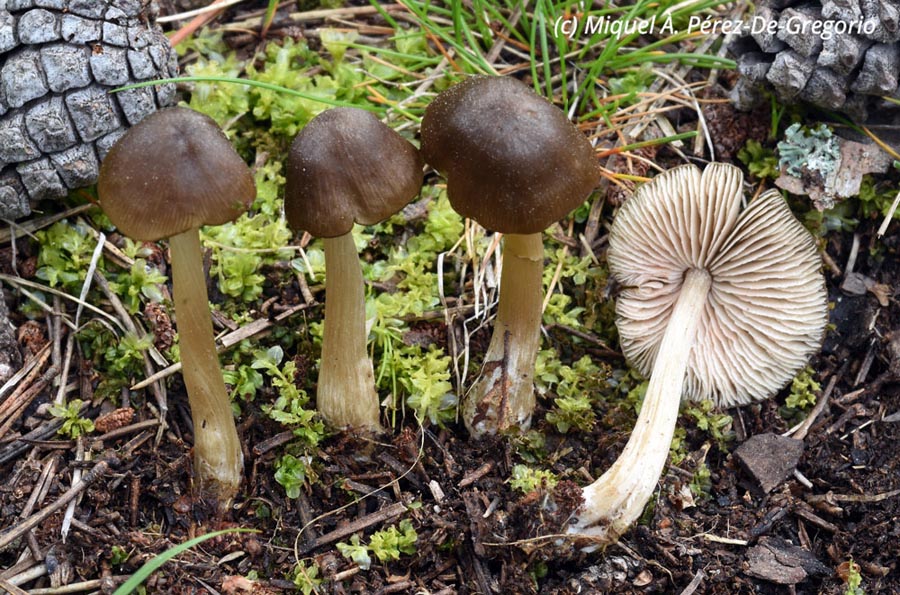 Entoloma conferendum