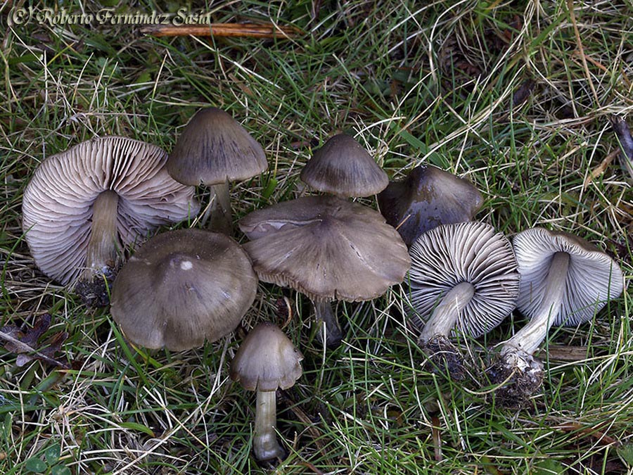 Entoloma conferendum