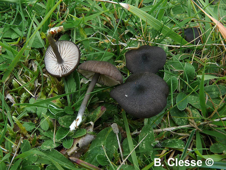 Entoloma corvinum