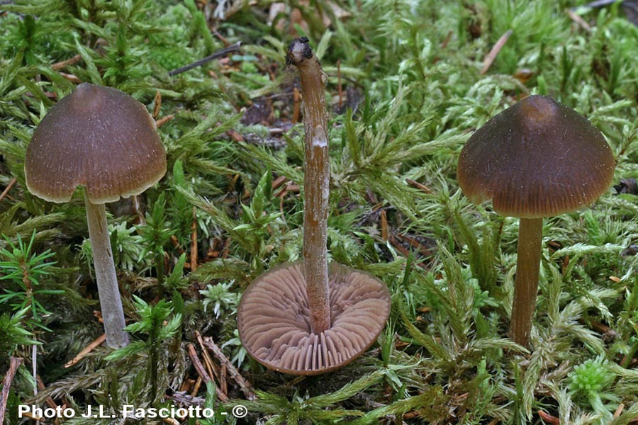 Entoloma cuneatum