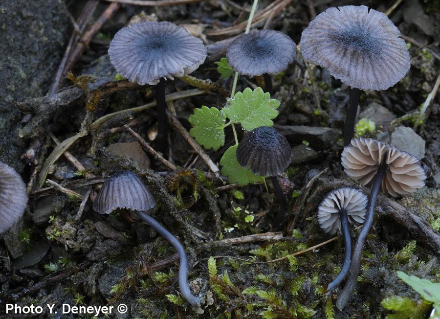 Entoloma cyanulum