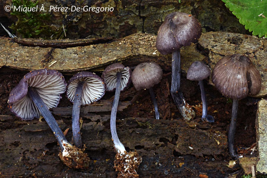 Entoloma dichroum