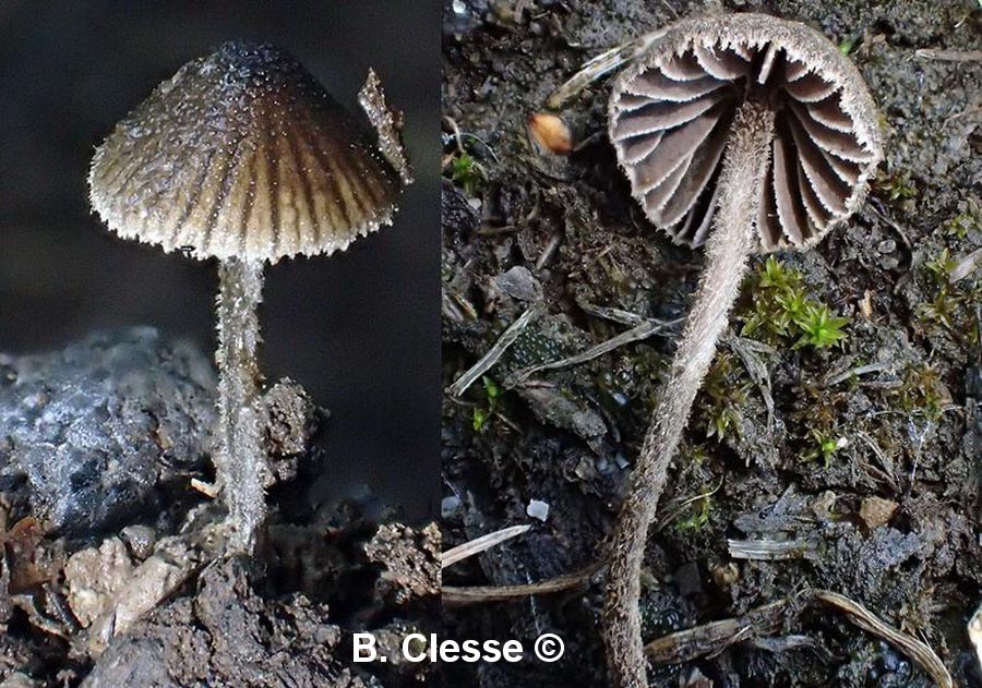 Entoloma dysthales