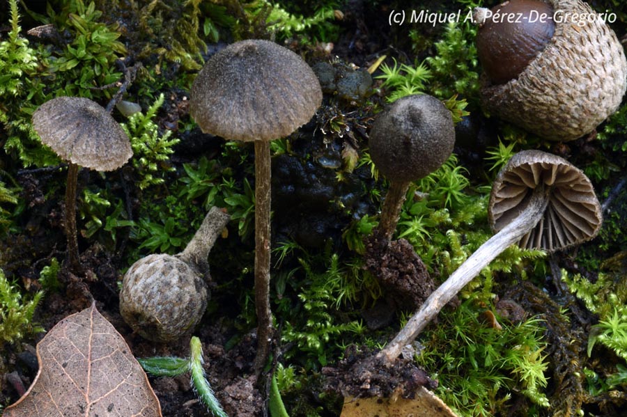 Entoloma dysthales