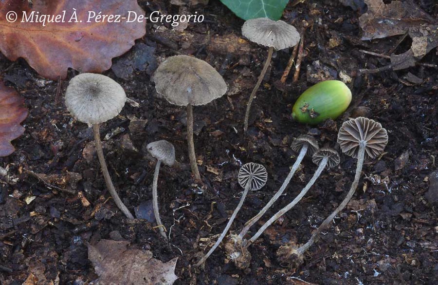 Entoloma dysthales