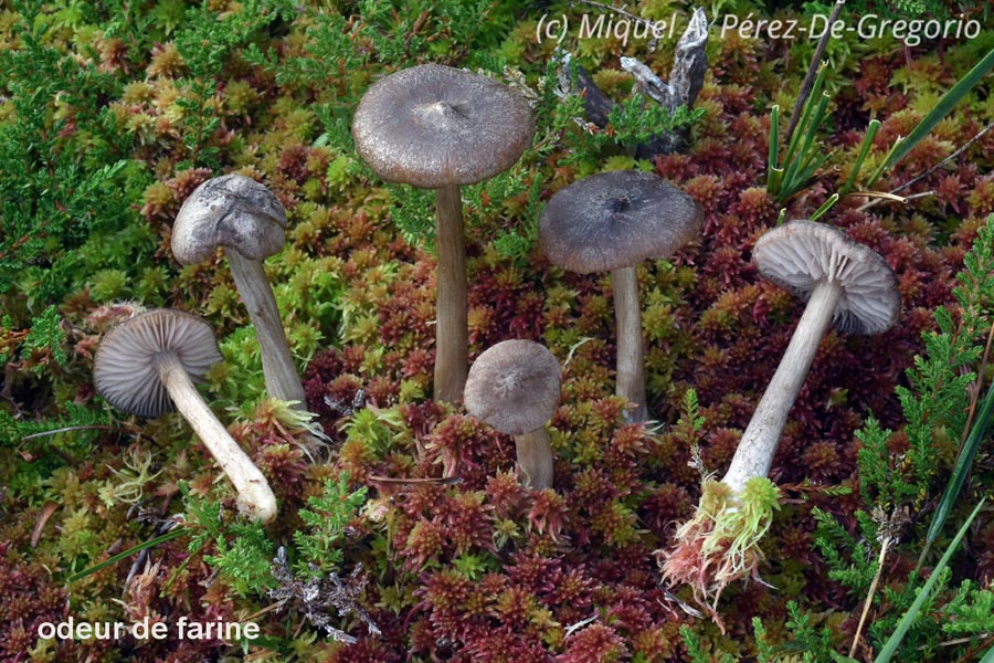 Entoloma elodes