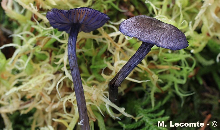 Entoloma euchroum