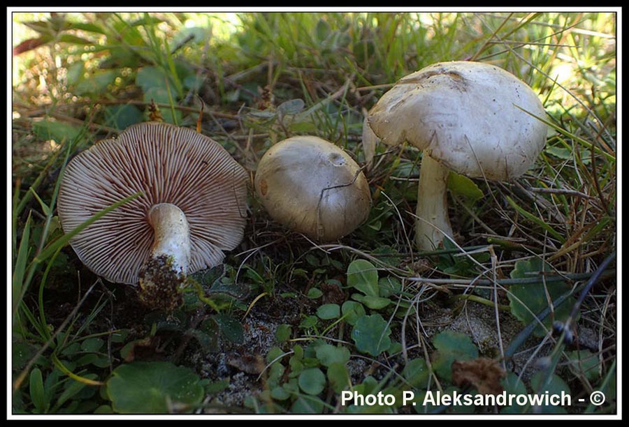 Entoloma excentricum