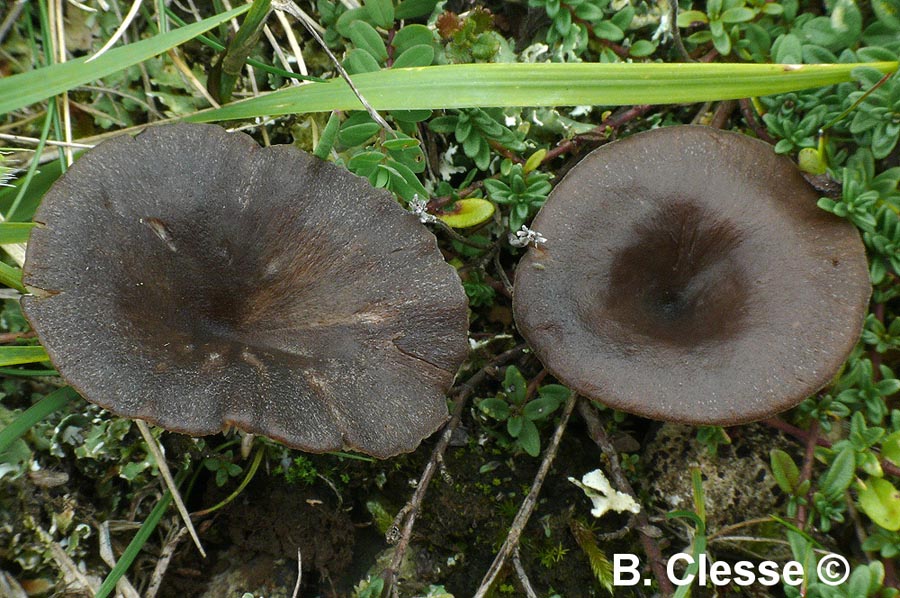 Entoloma fridolfingense