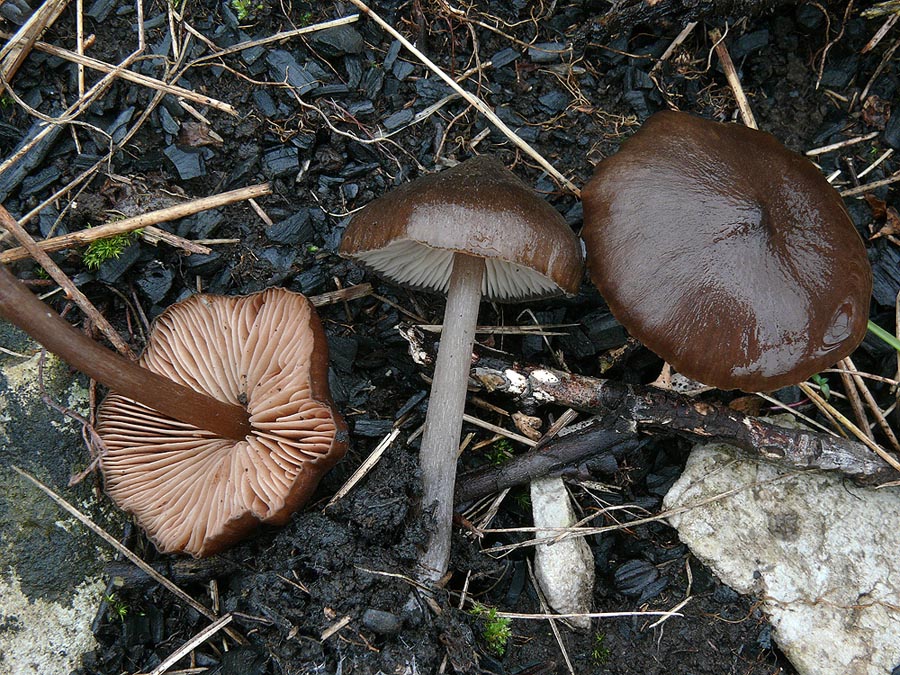 Entoloma fuscohebes