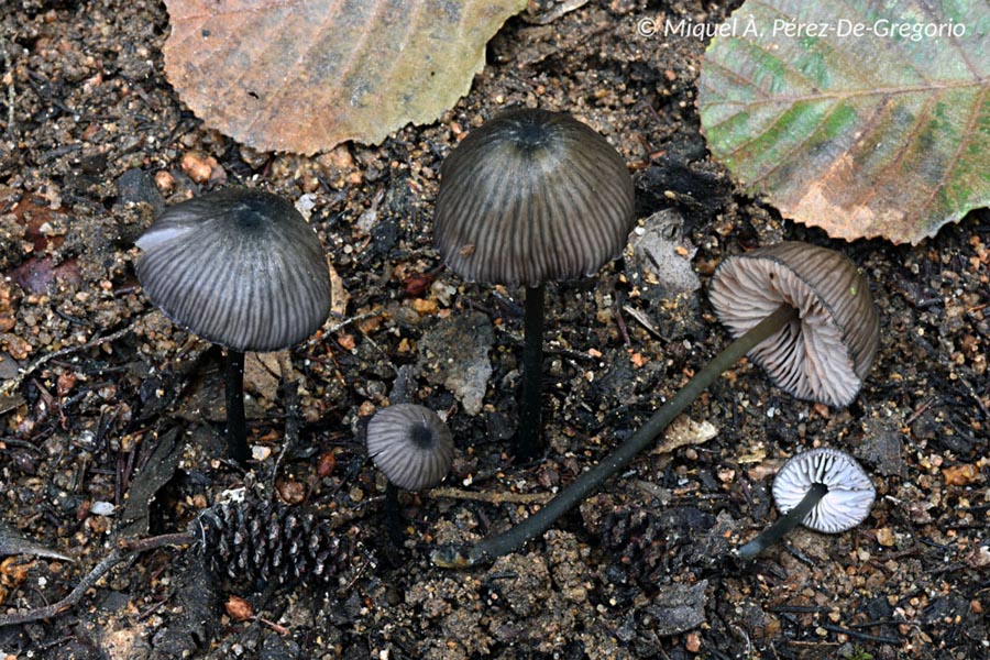 Entoloma griseoviridulum