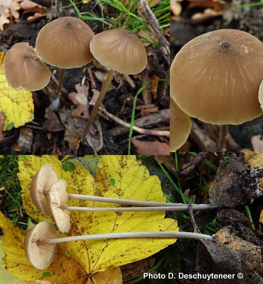 Entoloma hebes