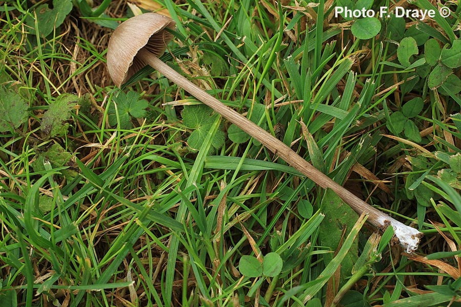 Entoloma hebes