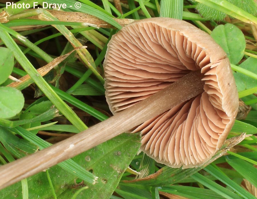 Entoloma hebes