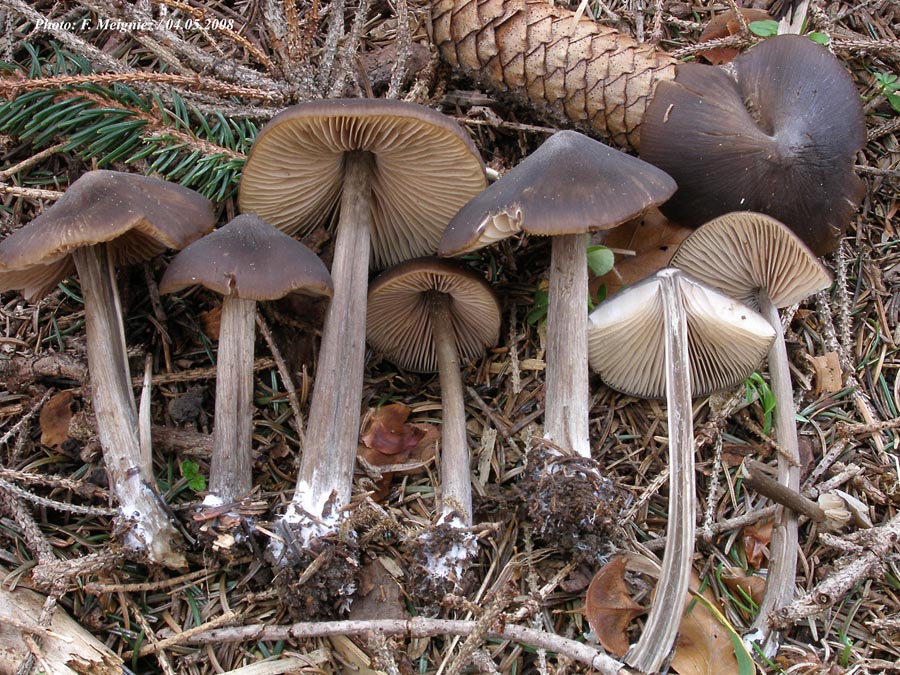 Entoloma hirtipes