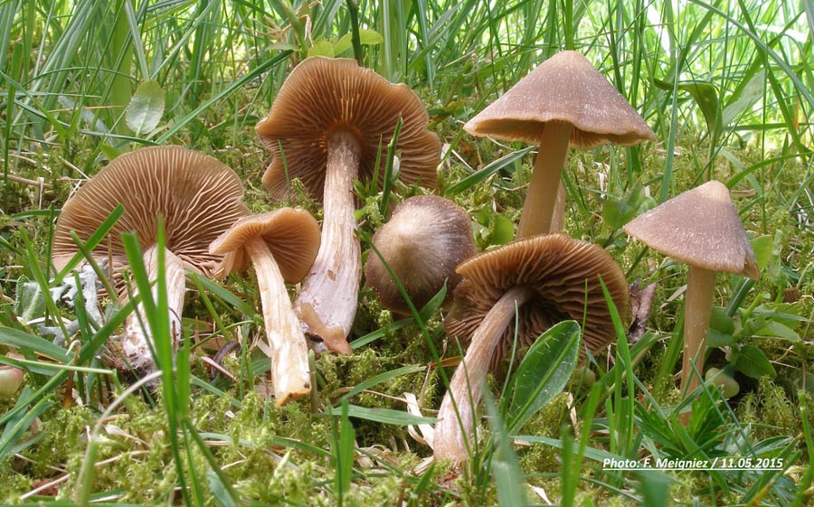 Entoloma hirtipes