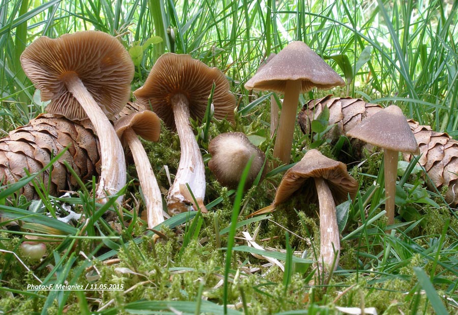 Entoloma hirtipes