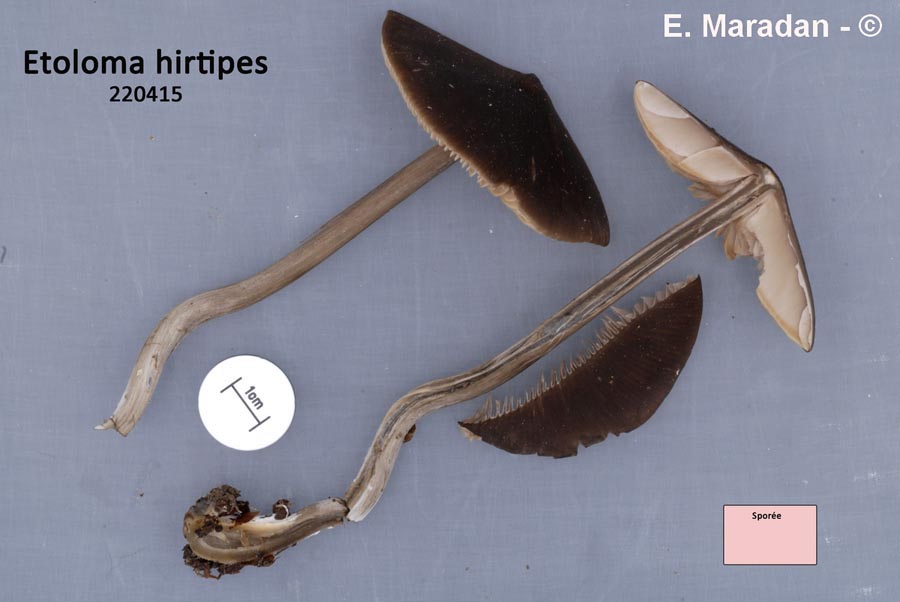 Entoloma hirtipes