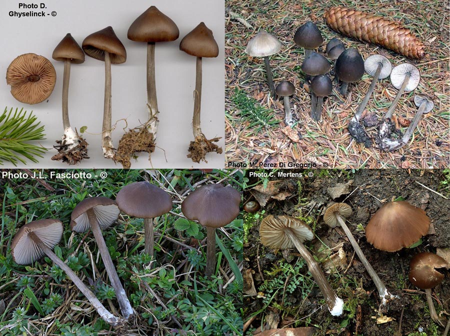 Entoloma hirtipes