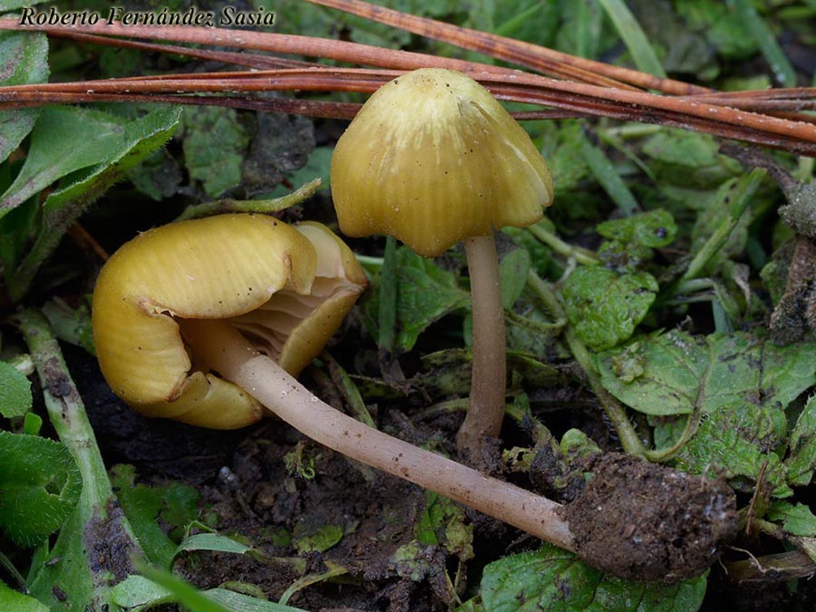 Entoloma icterinum