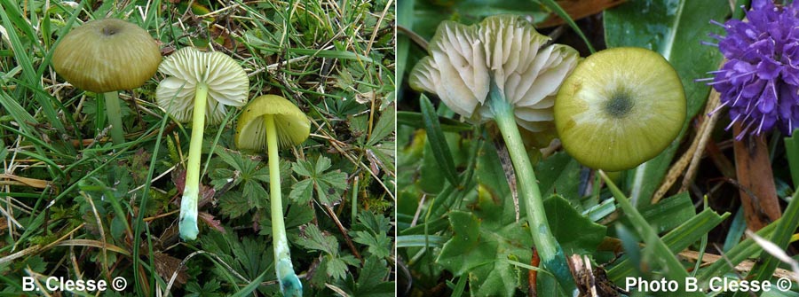 Entoloma incanum