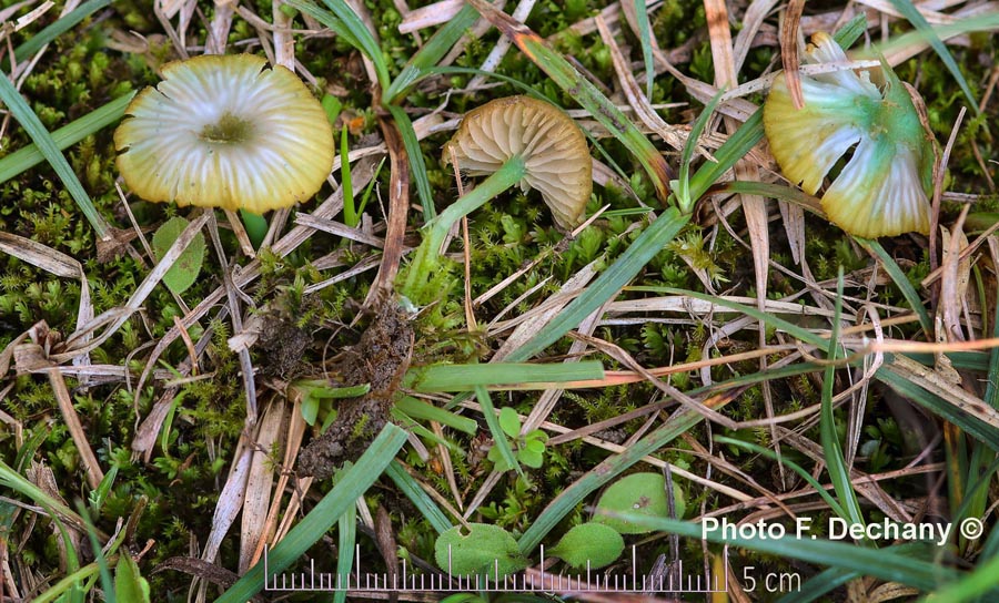 Entoloma incanum