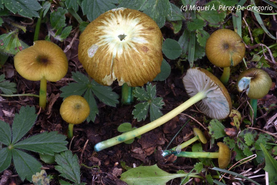 Entoloma incanum