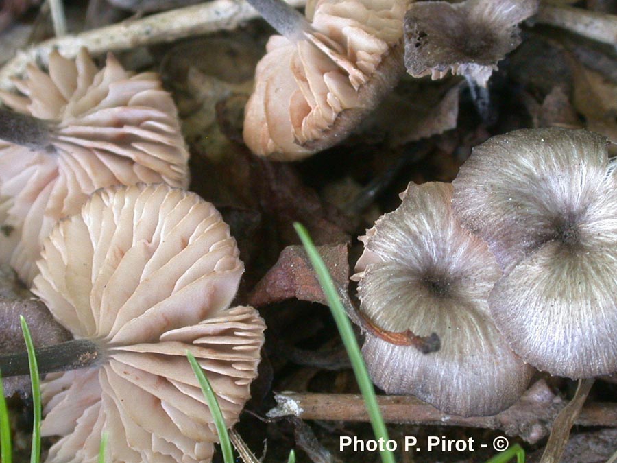 Entoloma incarnatofuscescens