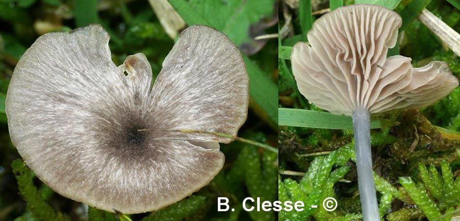 Entoloma incarnatofuscescens