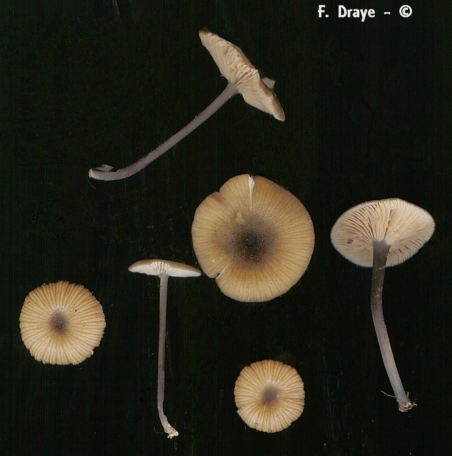 Entoloma incarnatofuscescens