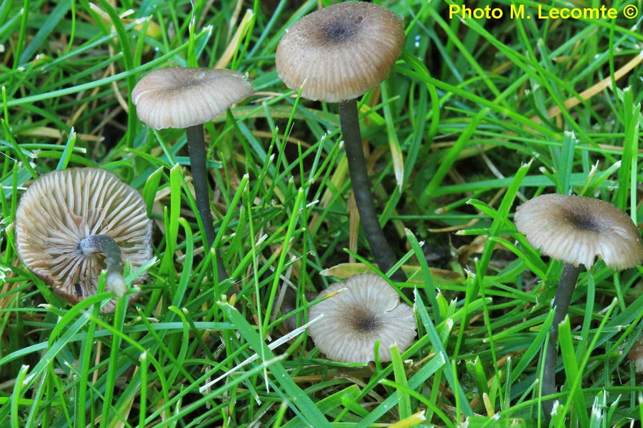 Entoloma incarnatofuscescens